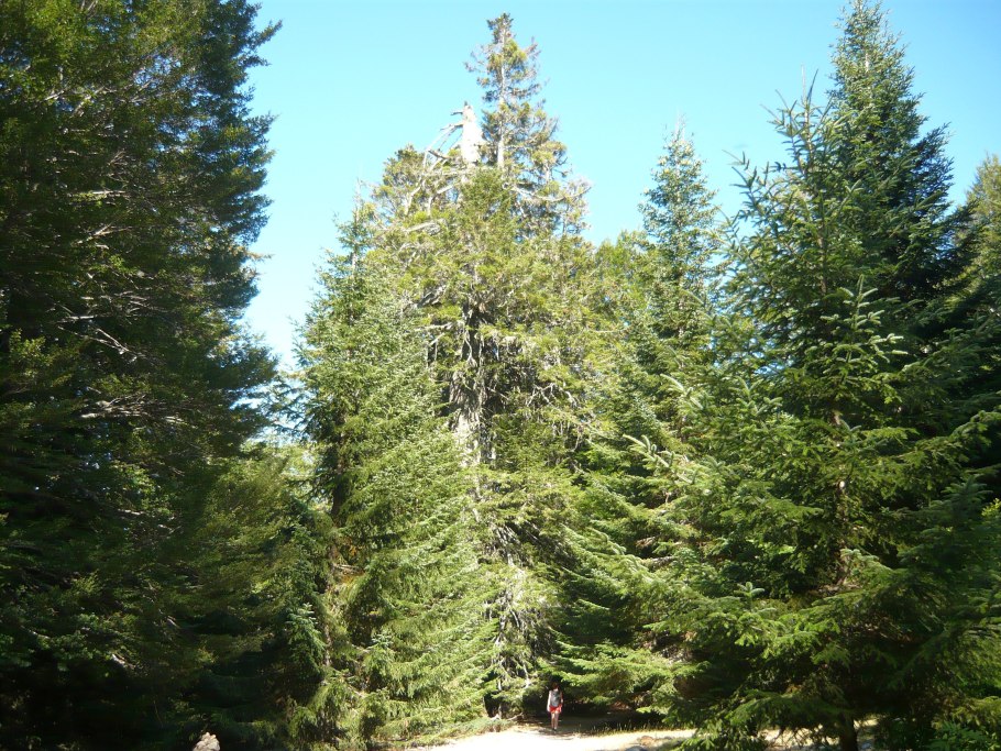 Пихта конколор "Abies concolor"