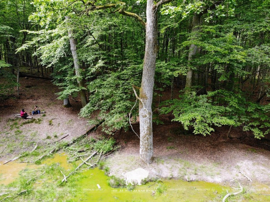 Беловежская пуща граб