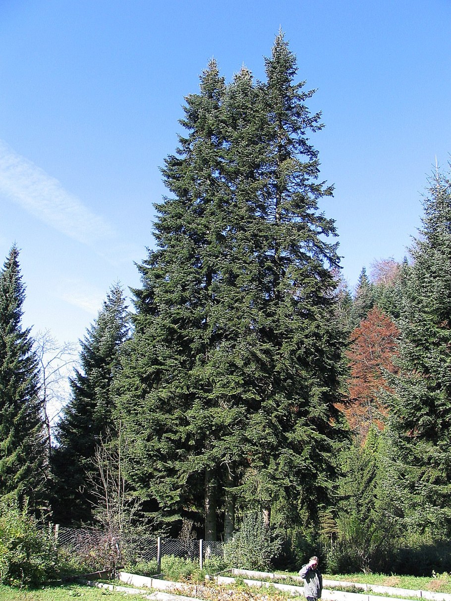 Пихта белая (Abies Alba) 25/50 2+2