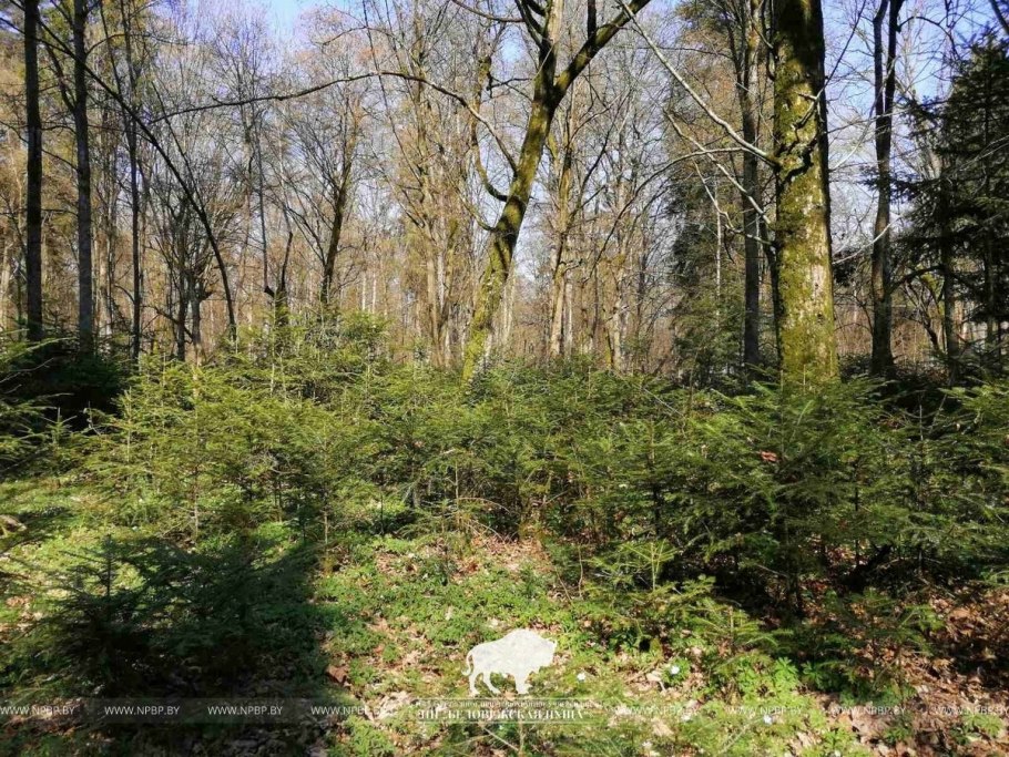 Урочище Тисовик Беловежская пуща