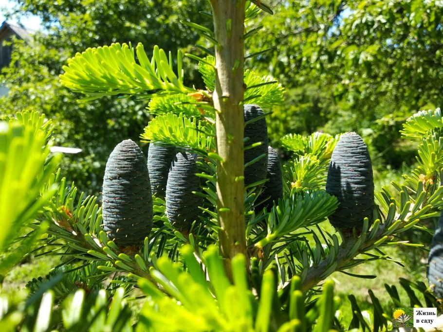 Беловежская пуща самая большая ель