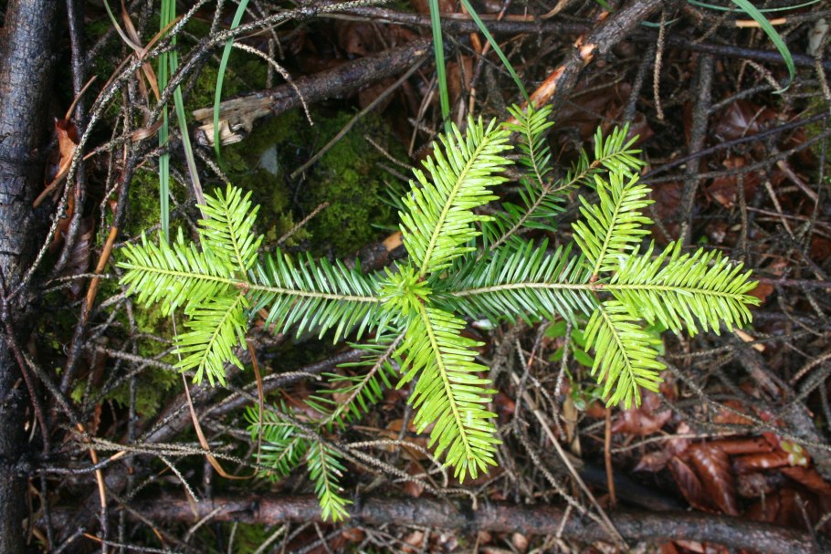 Abies Alba leaves