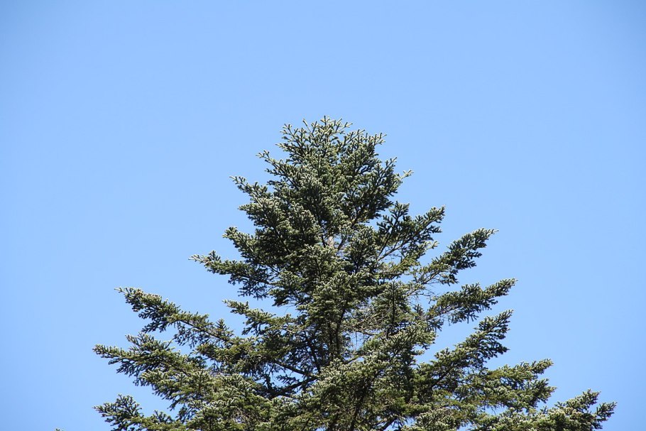 Беловежская пуща ель дерево