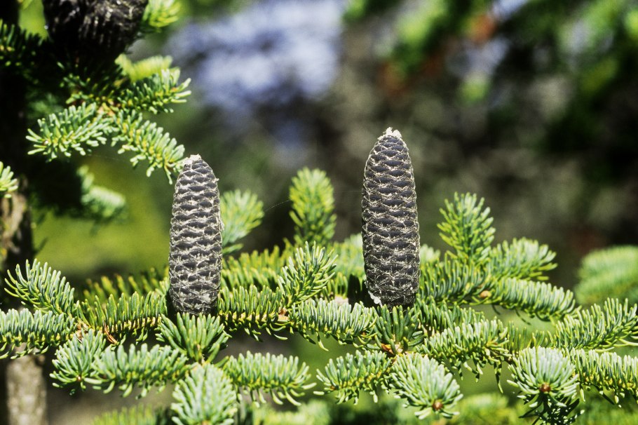 Урочище Тисовик Беловежская пуща пихта белая