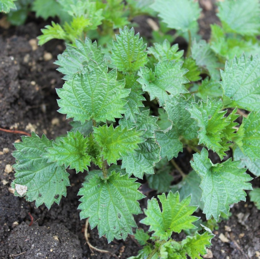 Крапива петрушка