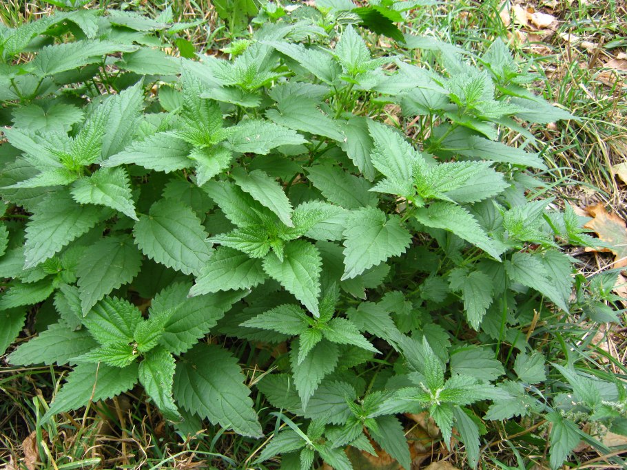 Крапива двудомная молодая