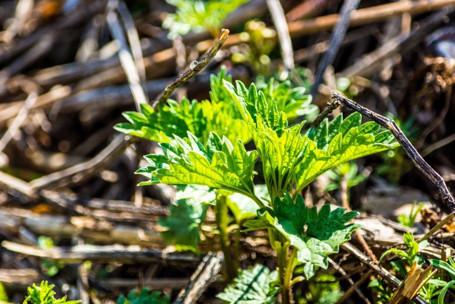Крапива двудомная
