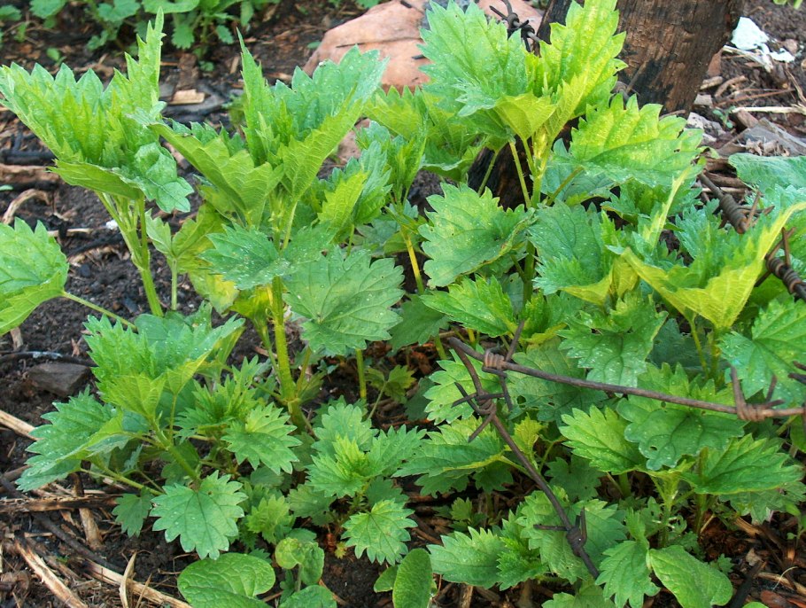 Весенняя крапива