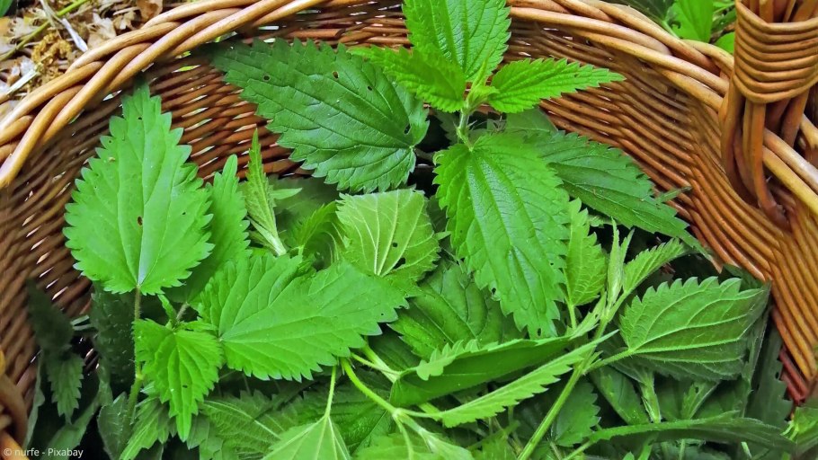 Крапива узколистная (Urtica angustifolia)