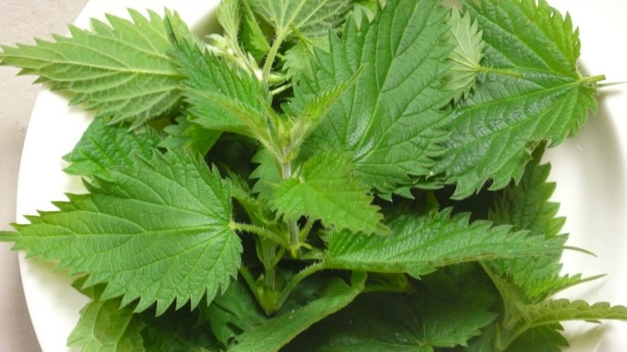 Зеленая крапива