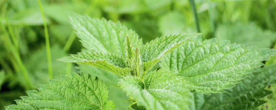 Весенняя крапива