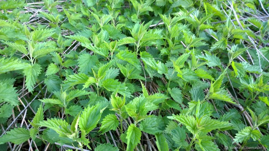 Крапива двудомная молодая