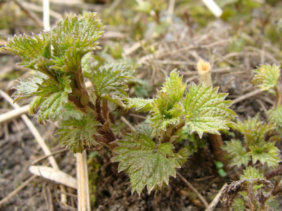 Заячья крапива