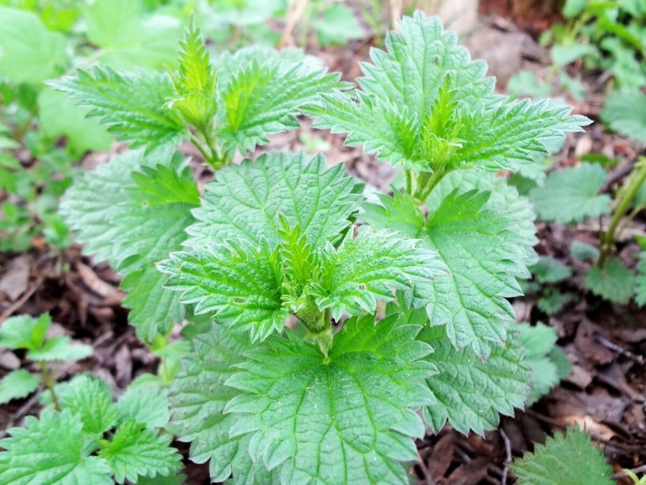 Крапива двудомная молодая