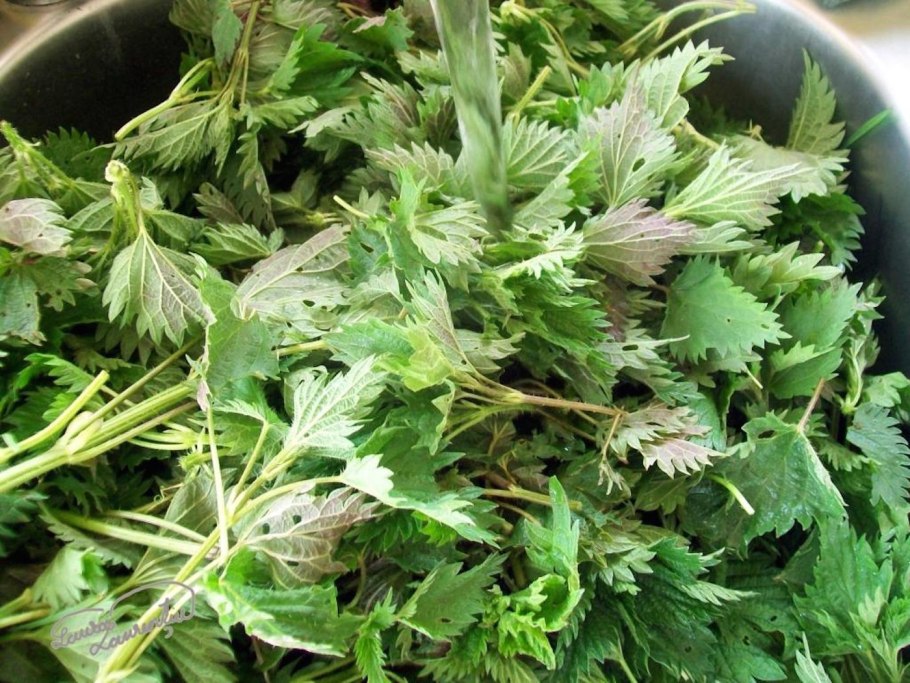 Крапива двудомная