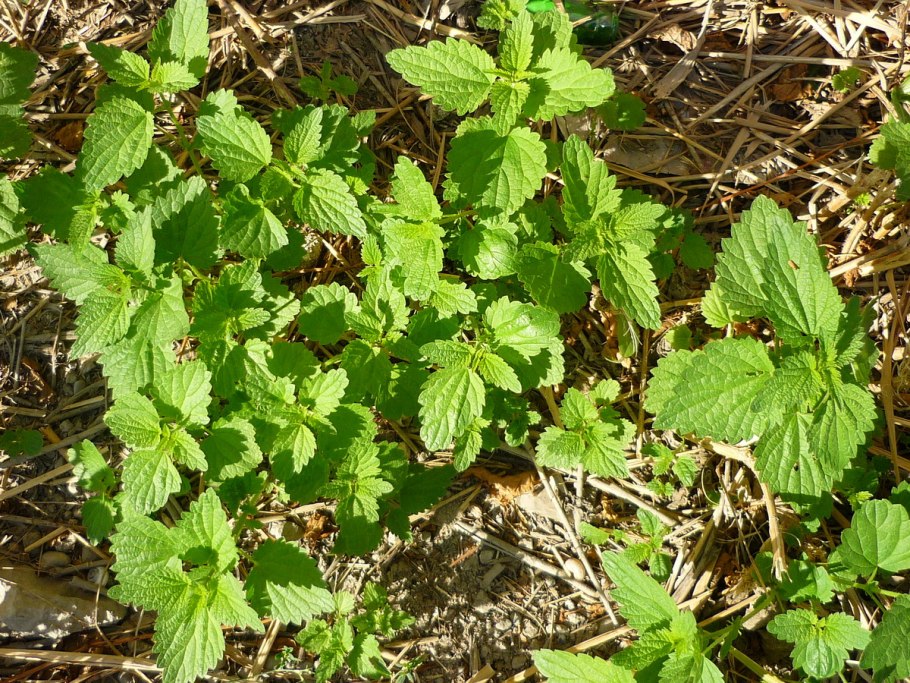 Весенняя крапива