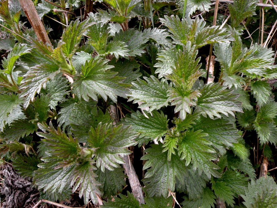 Крапива сорняк зарост