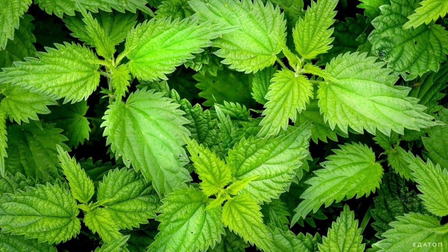 Молодая крапива