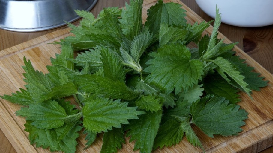 Крапива Жалюка