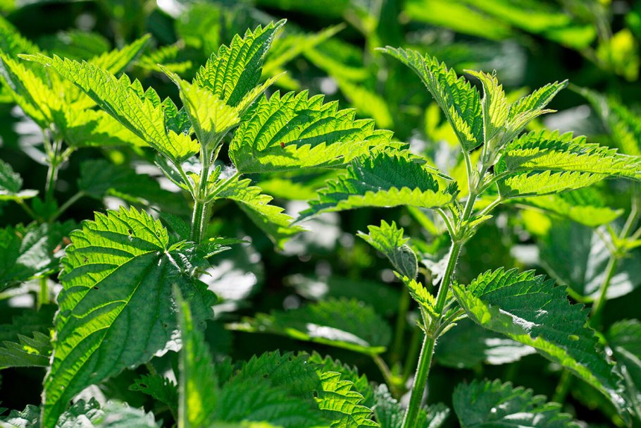 Ванны со свежей крапивой крапивой