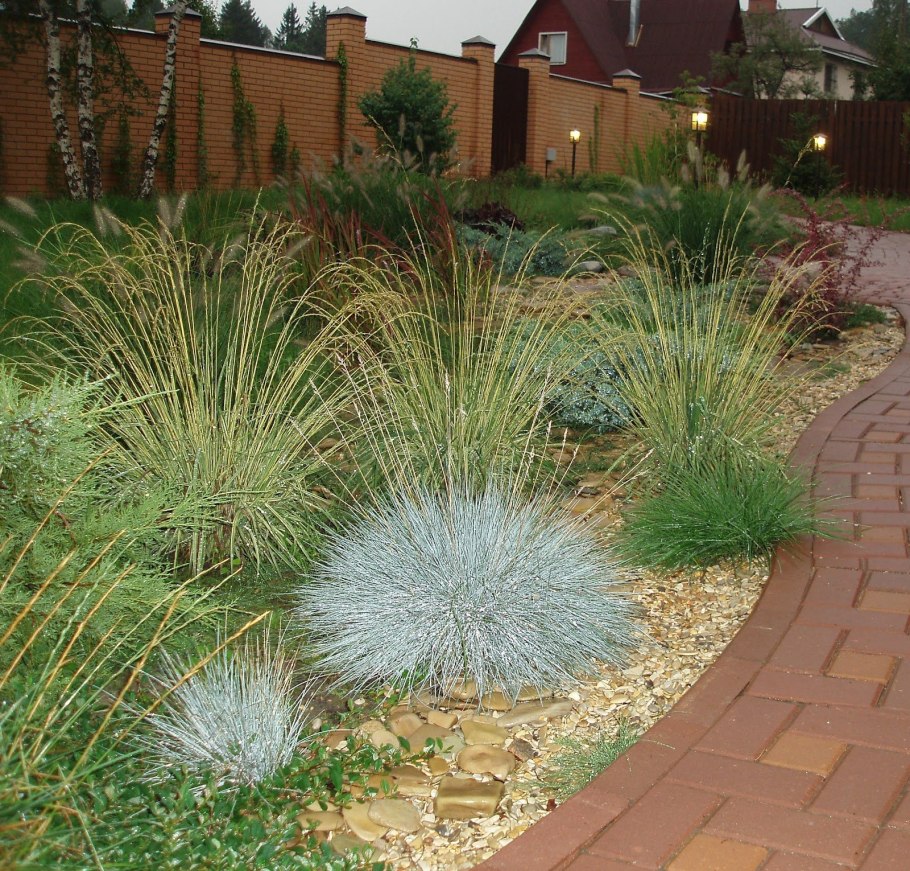 Пеннисетум Hameln