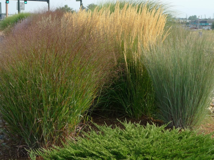 Вейник остроцветковый Карл Форстер