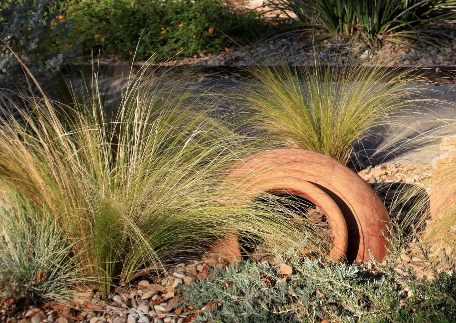 Мискантус Вариегата