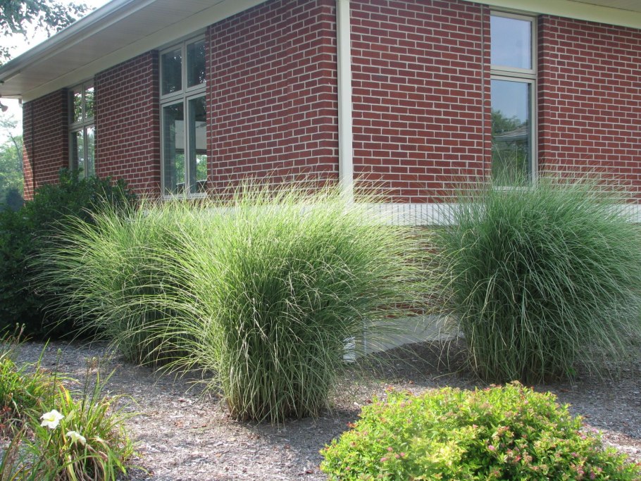 Осока дернистая в рокариях