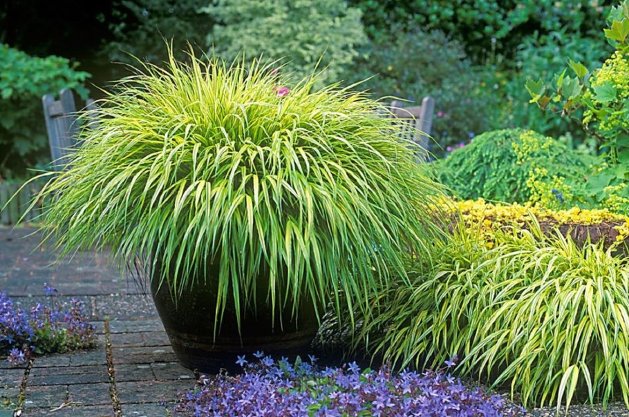 Осока мискантус