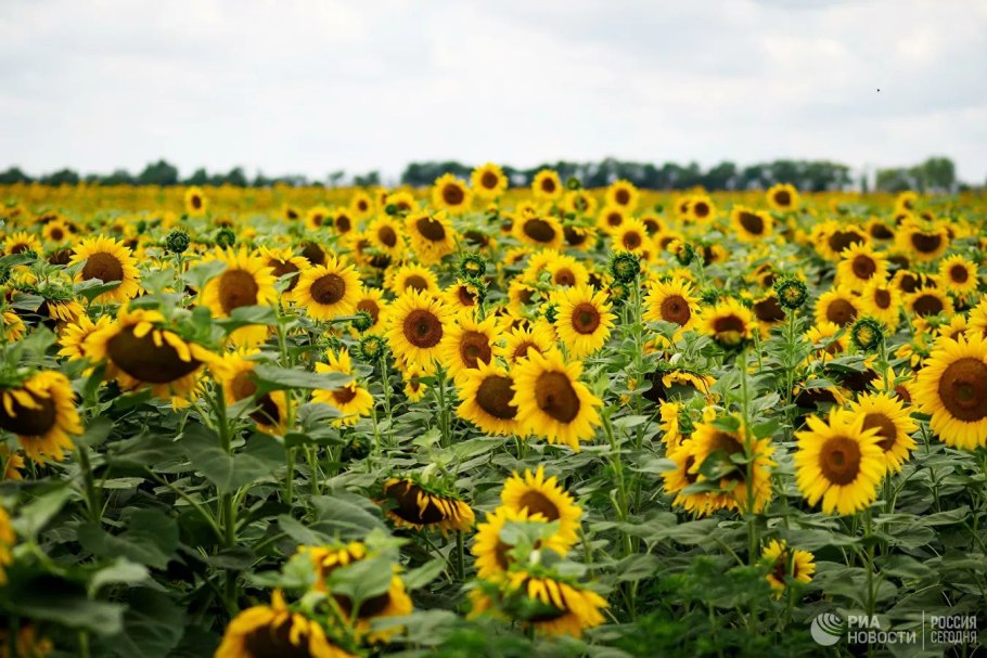 Урожай подсолнечника с 1га Ставрополье