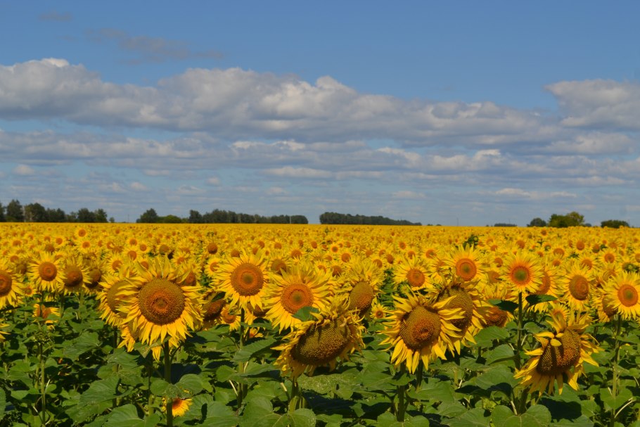Подсолнечник сорт Орлан