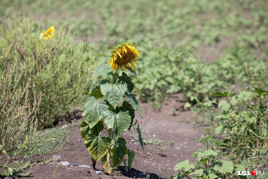 Межеумок подсолнечник