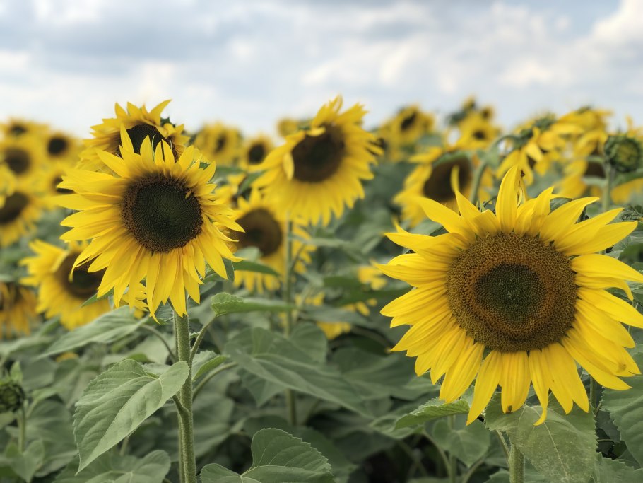 Подсолнечник Кубань