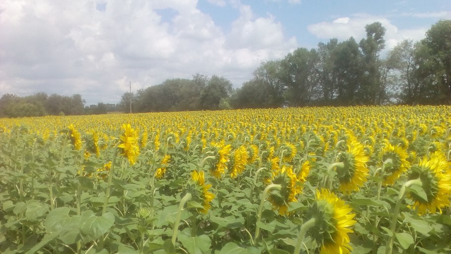 Сорта подсолнухов Алтай.
