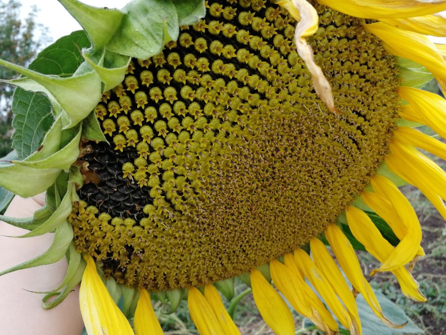 Кукуруза и подсолнечник