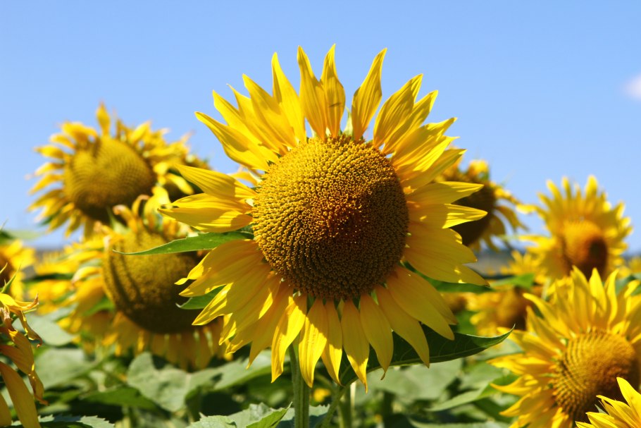 Юг Руси масло подсолнечное