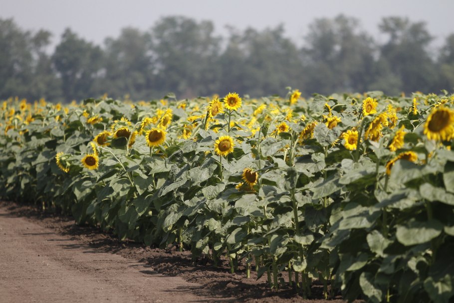 Цветущее поле подсолнухов