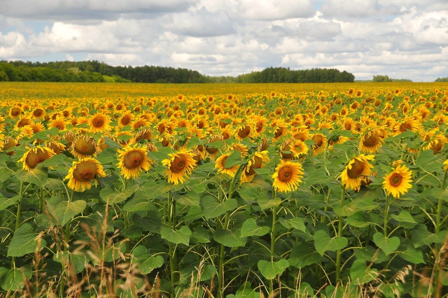 Подсолнечник Башкортостан