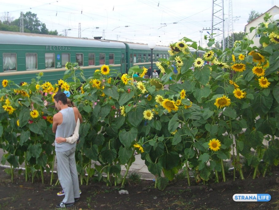 Масличные культуры