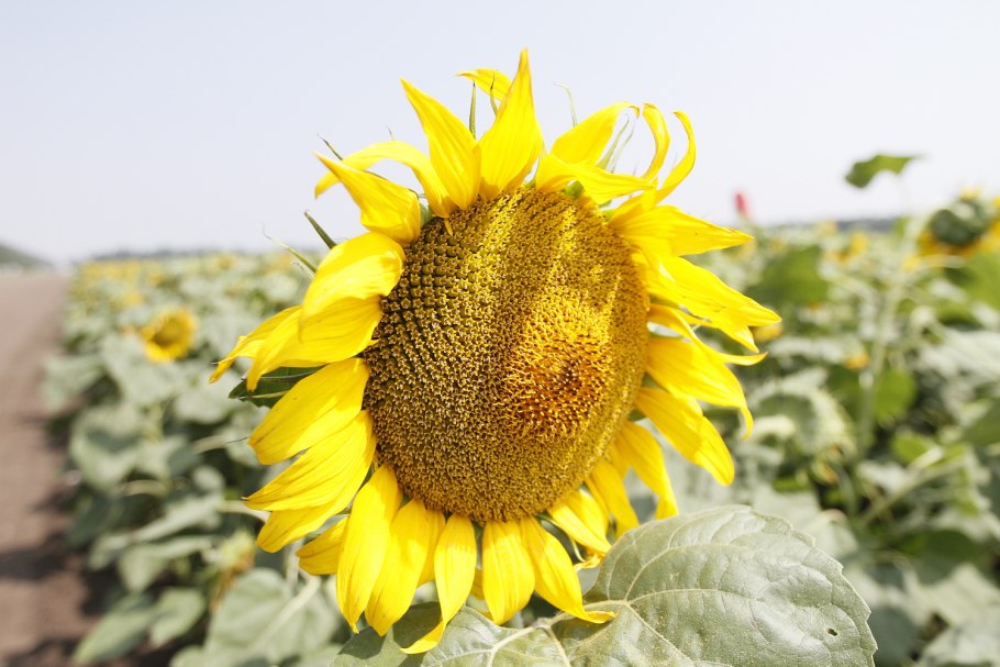 Подсолнечник поля Орловская область