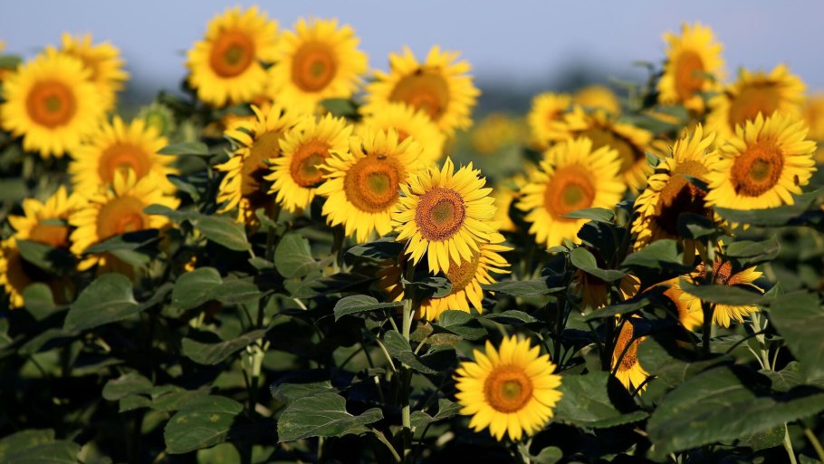 Подсолнуховое поле Саратовская область