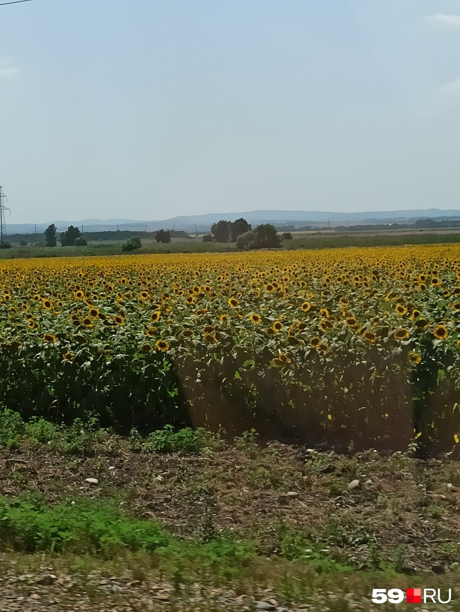 Кубань Подсолнухи