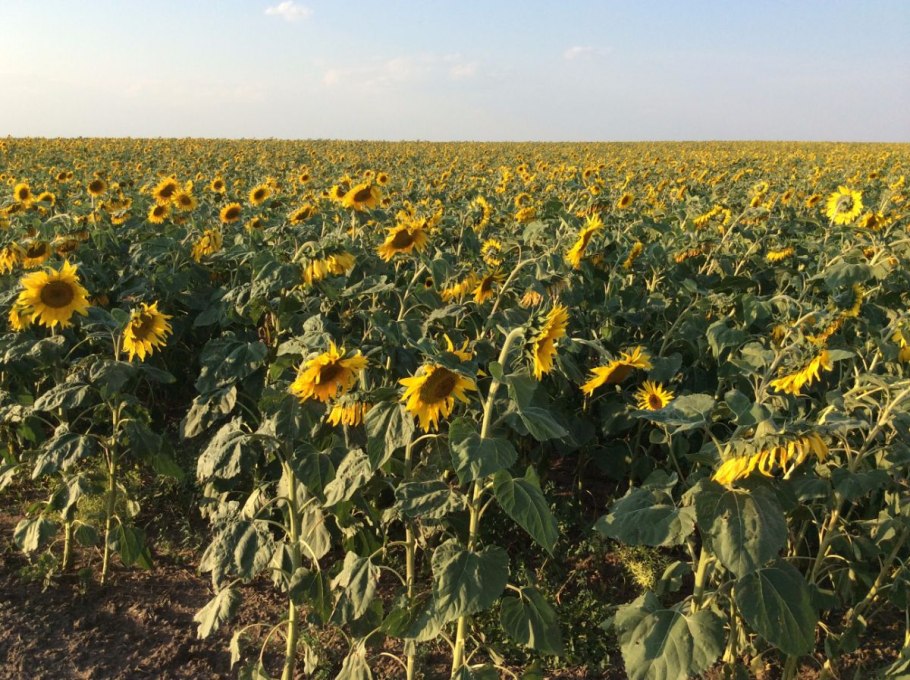 Подсолнуховые поля Краснодарский край