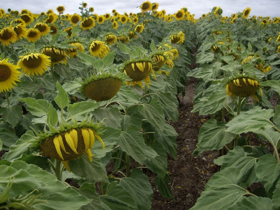 Подсолнечник огромный