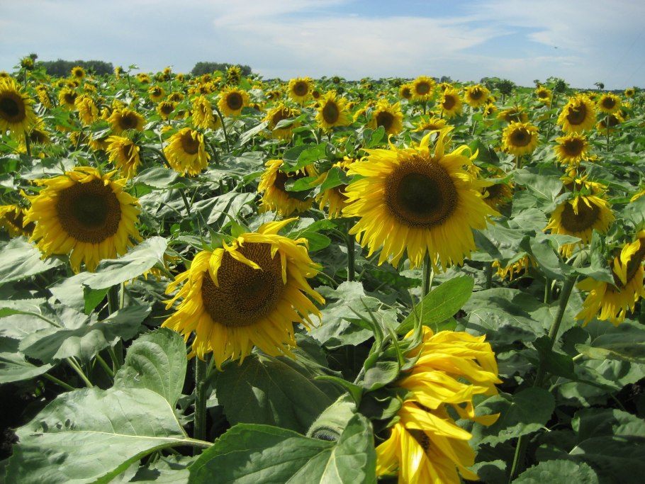 Степи Краснодарского края подсолнух