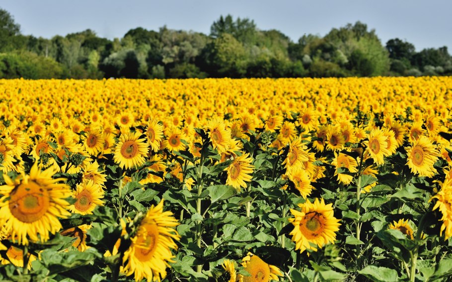 Подсолнечник сорт Горстар