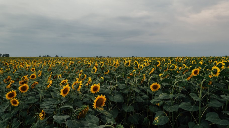 Урожай подсолнечника 2020