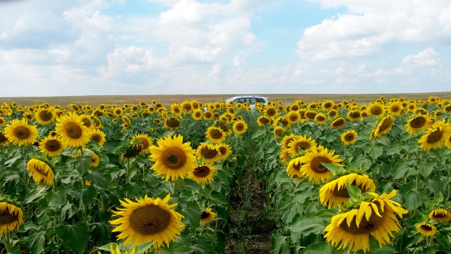 Юг Руси масло Золотая семечка
