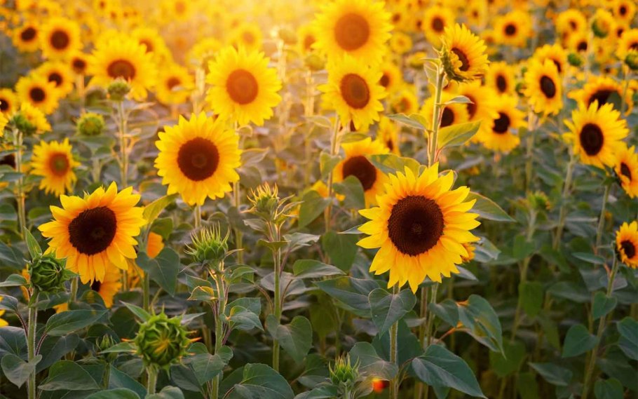 Поле подсолнухов Кубань кукуруза