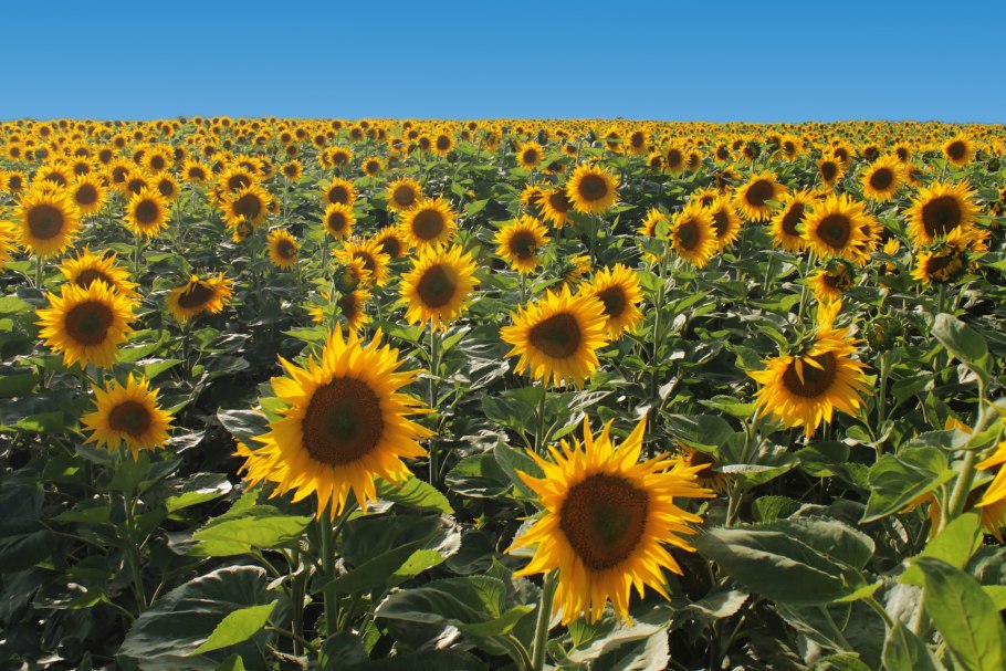 Урожай подсолнуха